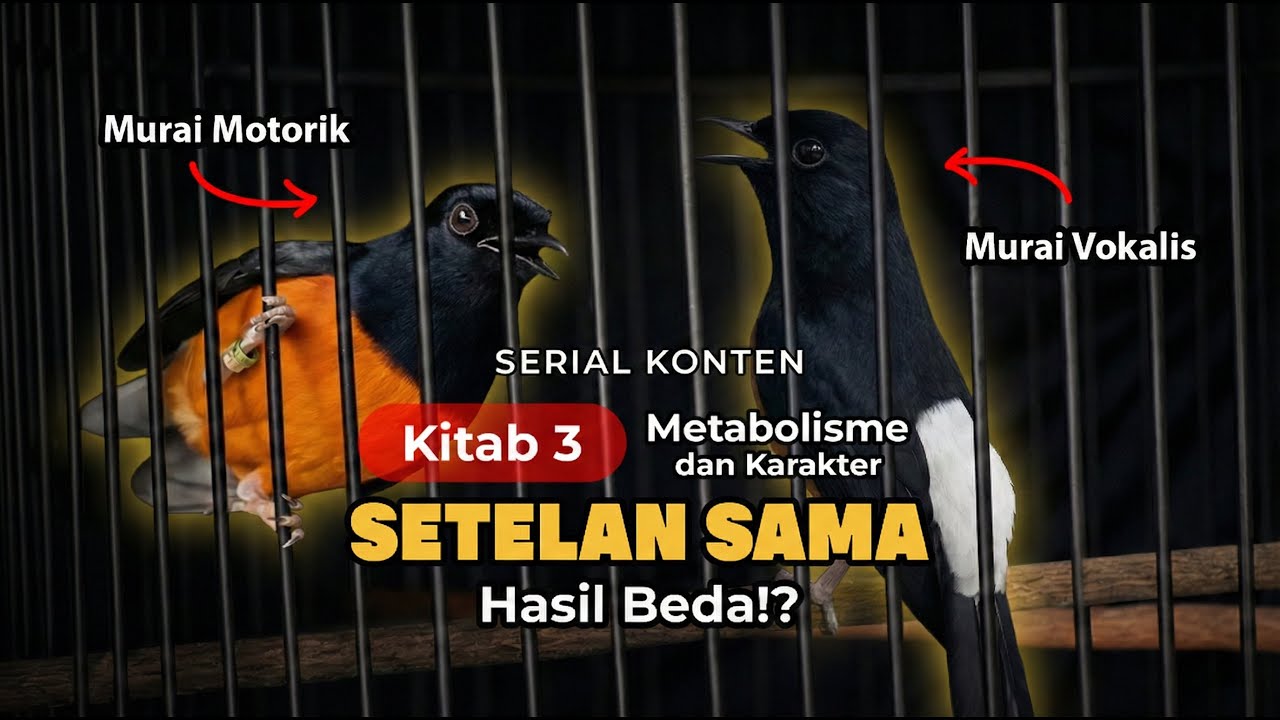 Kitab 3 - Metabolisme & Karakter Murai: Kenapa Setelan Tiap Burung Harus Beda?