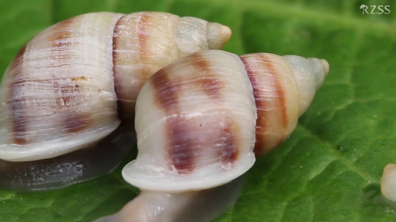 Our work with Partula snails