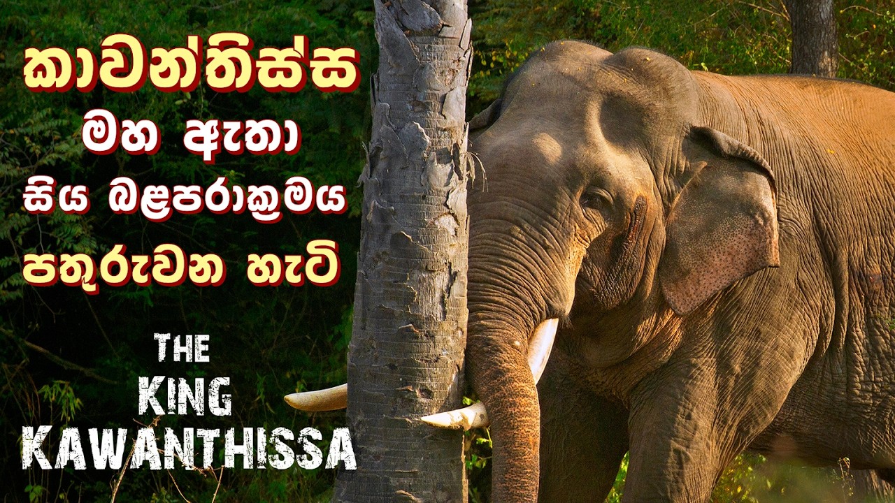 කාවන්තිස්ස මහ ඇතා සිය බළපරාක්‍රමය පතුරුවන හැටි ( The King Kawanthissa, Biggest Tusker in the Wild )