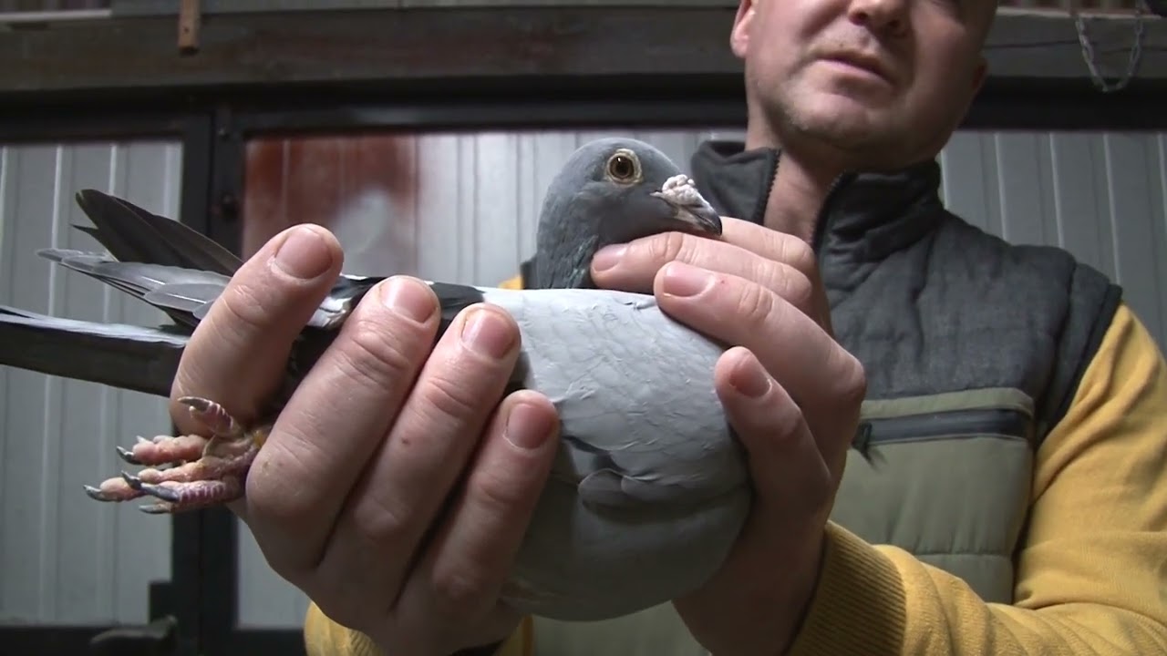 Damian Plesiak - wybitna rodzina gołębi z Ustronia Morskiego🕊️🕊️🕊️
