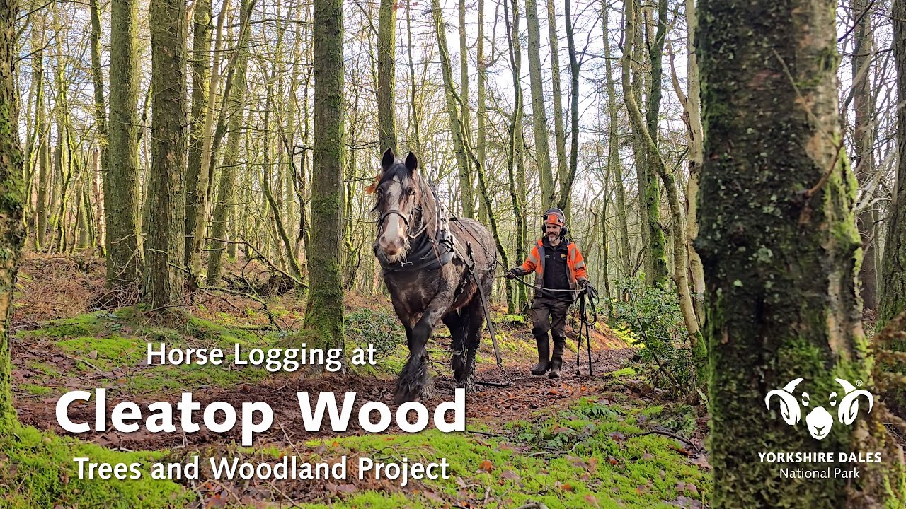 Horse Logging at Cleatop Wood | Yorkshire Dales National Park