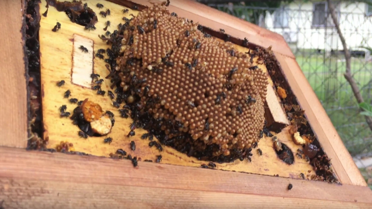 Разделение улья безжальных пчел 🐝