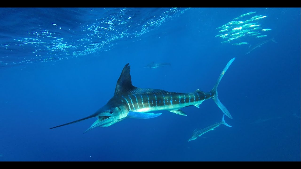Magdalena Bay Fly fishing for Marlin, dorado, tuna, and roosterfish