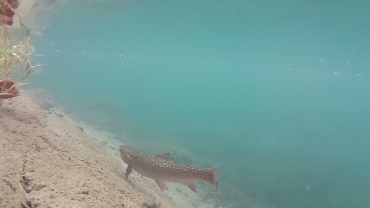 Pêche à la mouche au domaine de Sommedieue