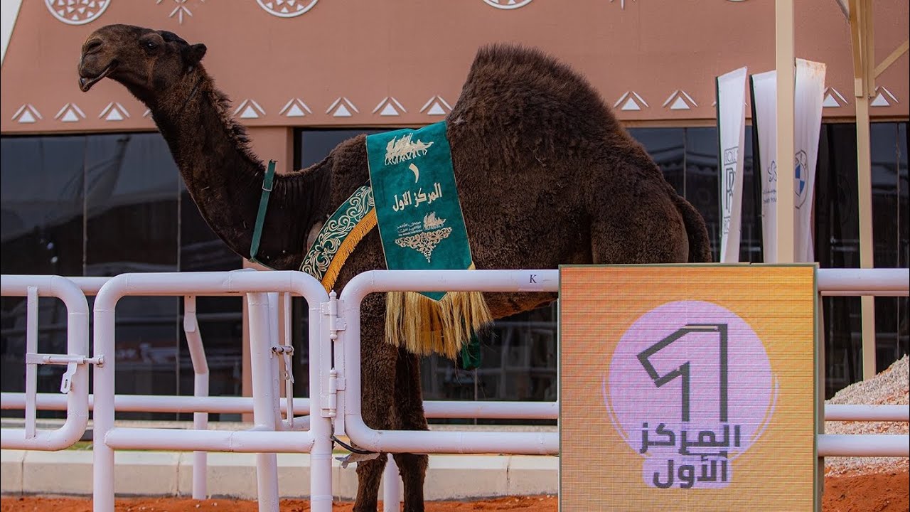 ‏🥇منتوق الدبيانيات يحصد المركز الأول فئة قعدان دق لون الصفر🇸🇦.⁧‎#مهرجان_الملك_عبدالعزيز_للإبل7⁩