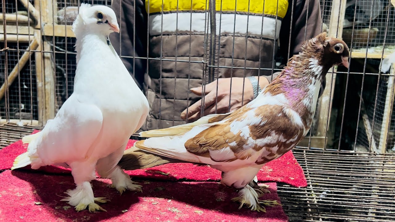 غيه حمام كامله للبيع كل انواع الحمام 🕊️