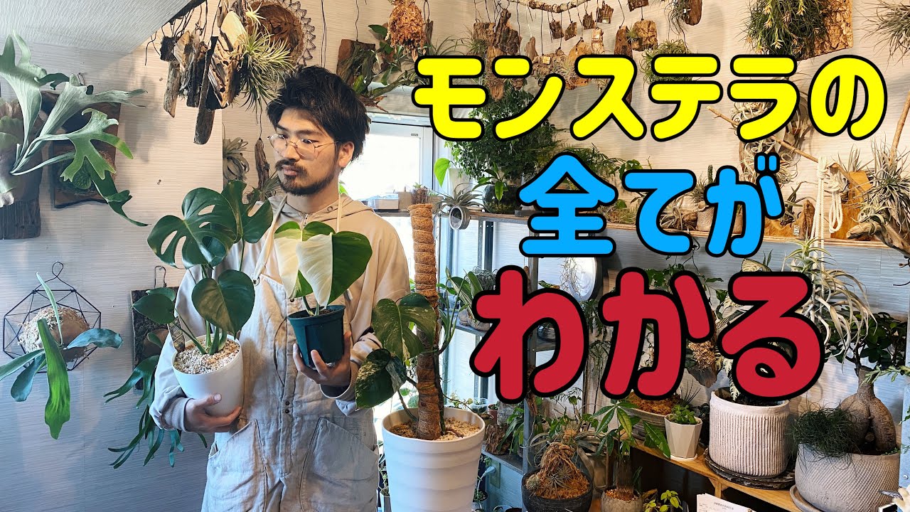 モンステラの育て方・増やし方・植え替え方法・斑入りの管理・病害虫
