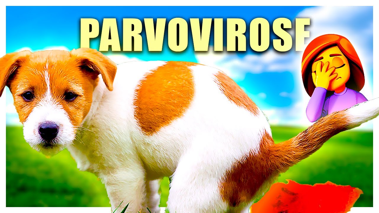 O que é PARVOVIROSE? Sintomas? Como PREVENIR?
