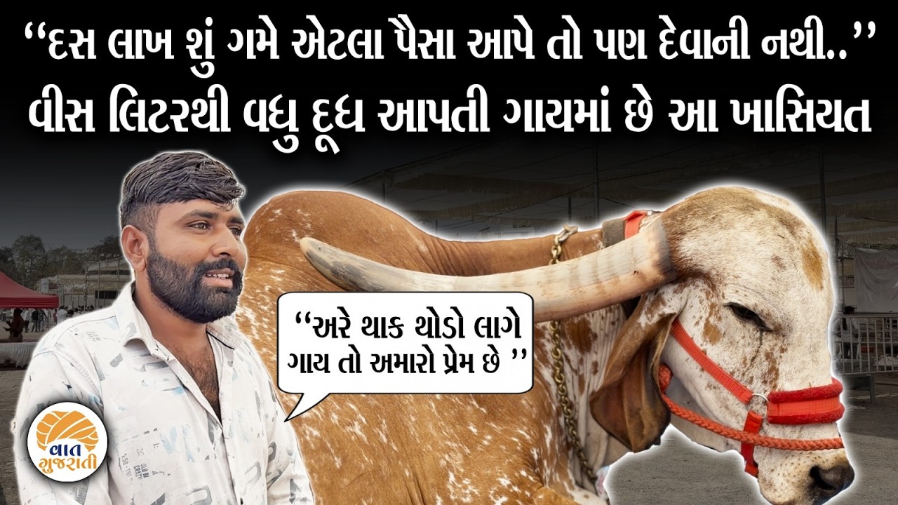 દસ લાખથી વધુ કિંમતની આ રાધા ગાય મેળામાં બની આકર્ષણનુ કેન્દ્ર | Cow | Vaat Gujarati