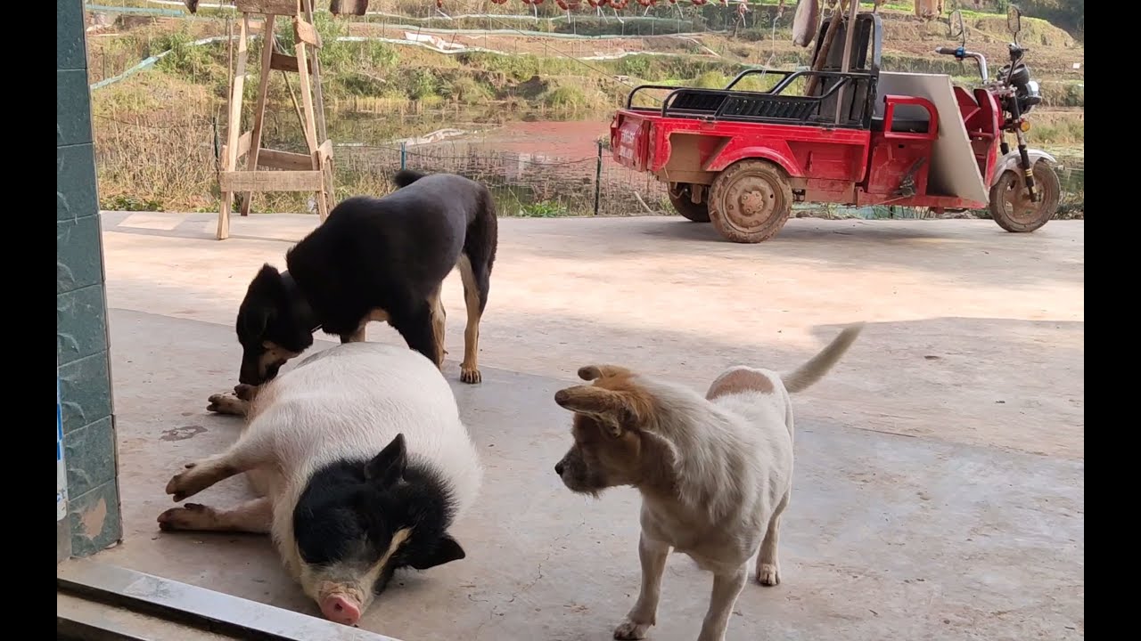我咬脚，你咬头，咱们一起拿下这头猪！