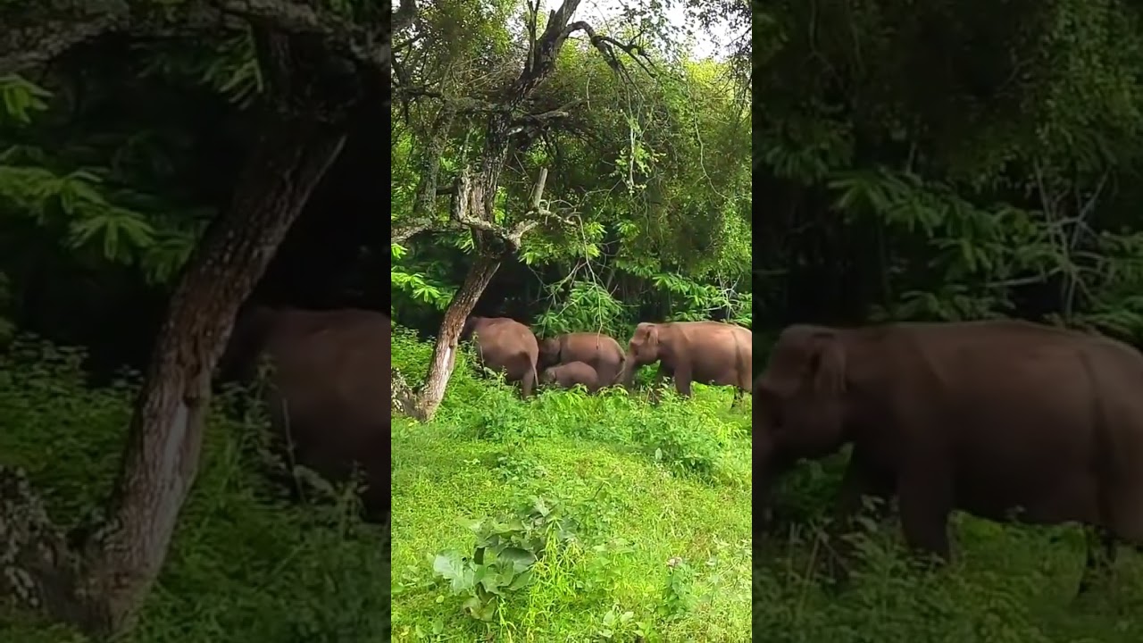 The Elephant Squad