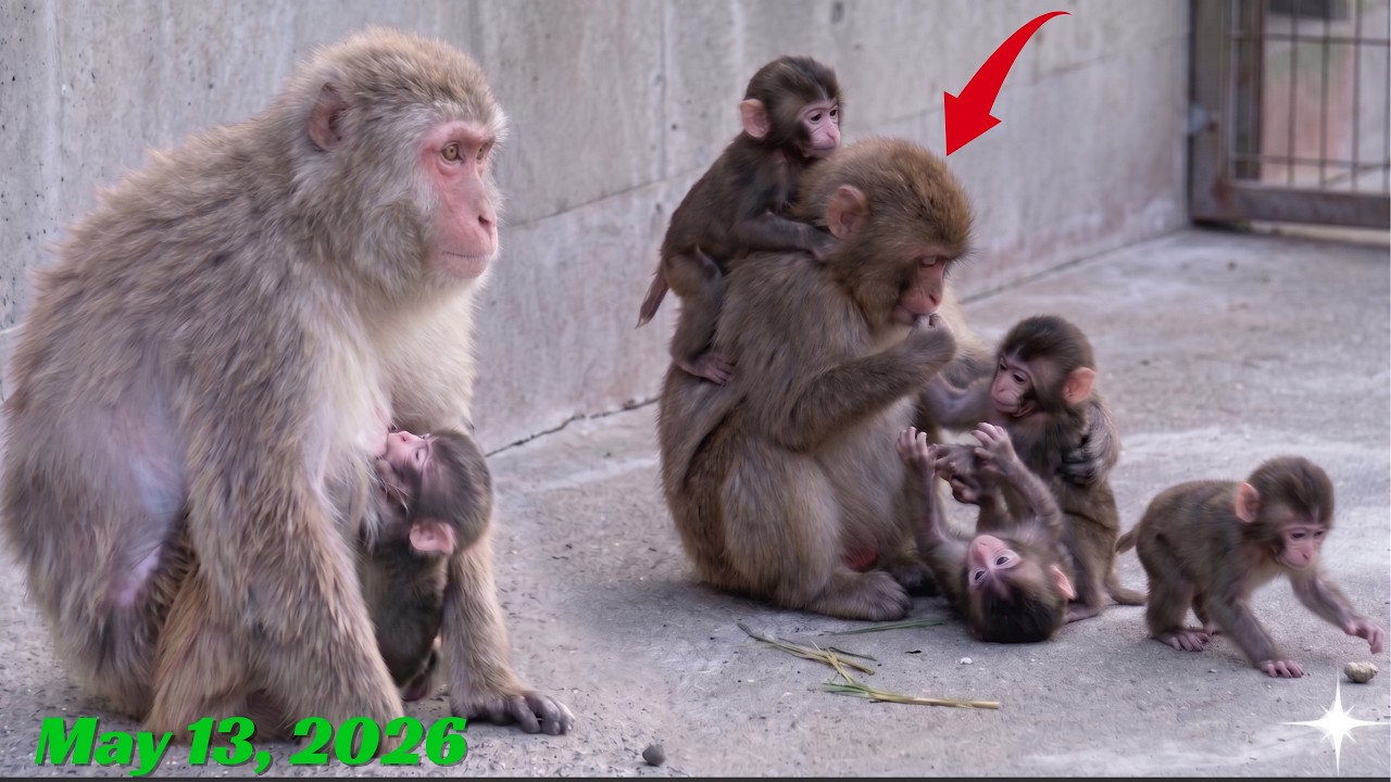 Punch Update - May 13, 2026: The moment Punch watches the newborn monkeys playing happily together