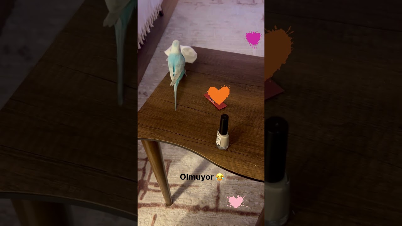 Pamuş’un sevdiği hobiler: 1-Masanın üzerindeki şeyleri yere atmak ve arkalarından bakmak 😂💙🐦