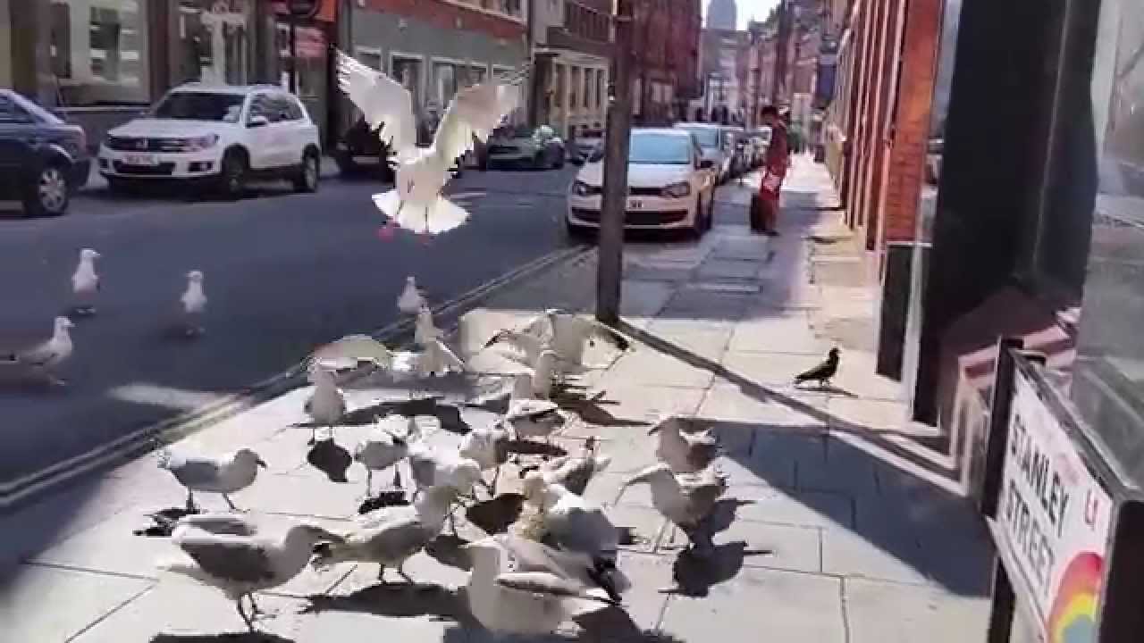 Flock of Seagulls going beserk in LIverpool City Centre