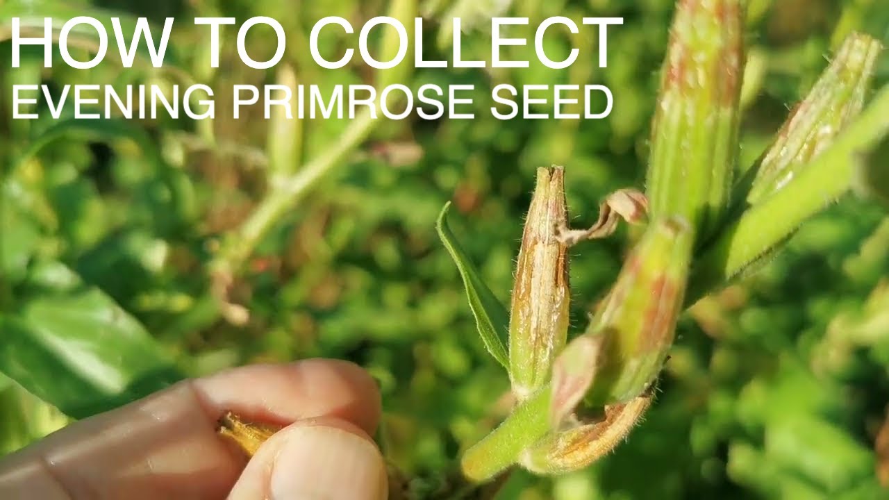 Как и когда собирать семена примулы вечерней