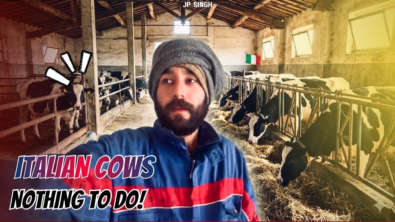 ਕੁੱਝ ਪਲ੍ਹ ਦਾ ਮਾਹੌਲ⏳| Italian Cows 🐄 ਗੋਰੀਆ, ਸੋਹਣੀਆਂ ਤੇ ਸੁਨੱਖੀਆਂ | Jp Singh 🇮🇹
