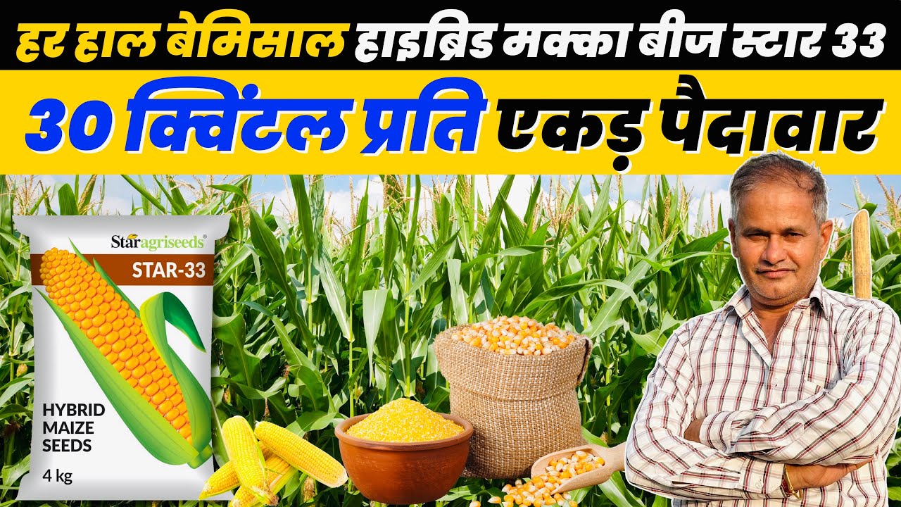मक्का की शानदार उत्पादन देने वाली Variety STAR - 33