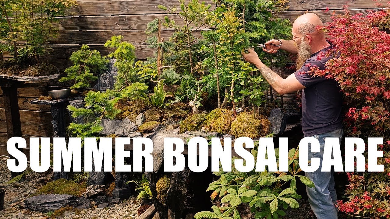 How to take care of your Bonsai trees in Summer
