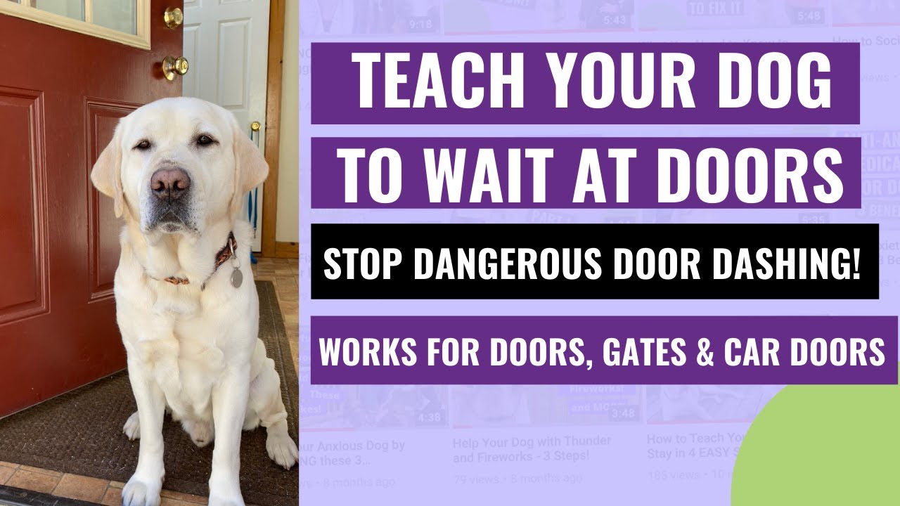 How to Train Your Dog to WAIT at Doors