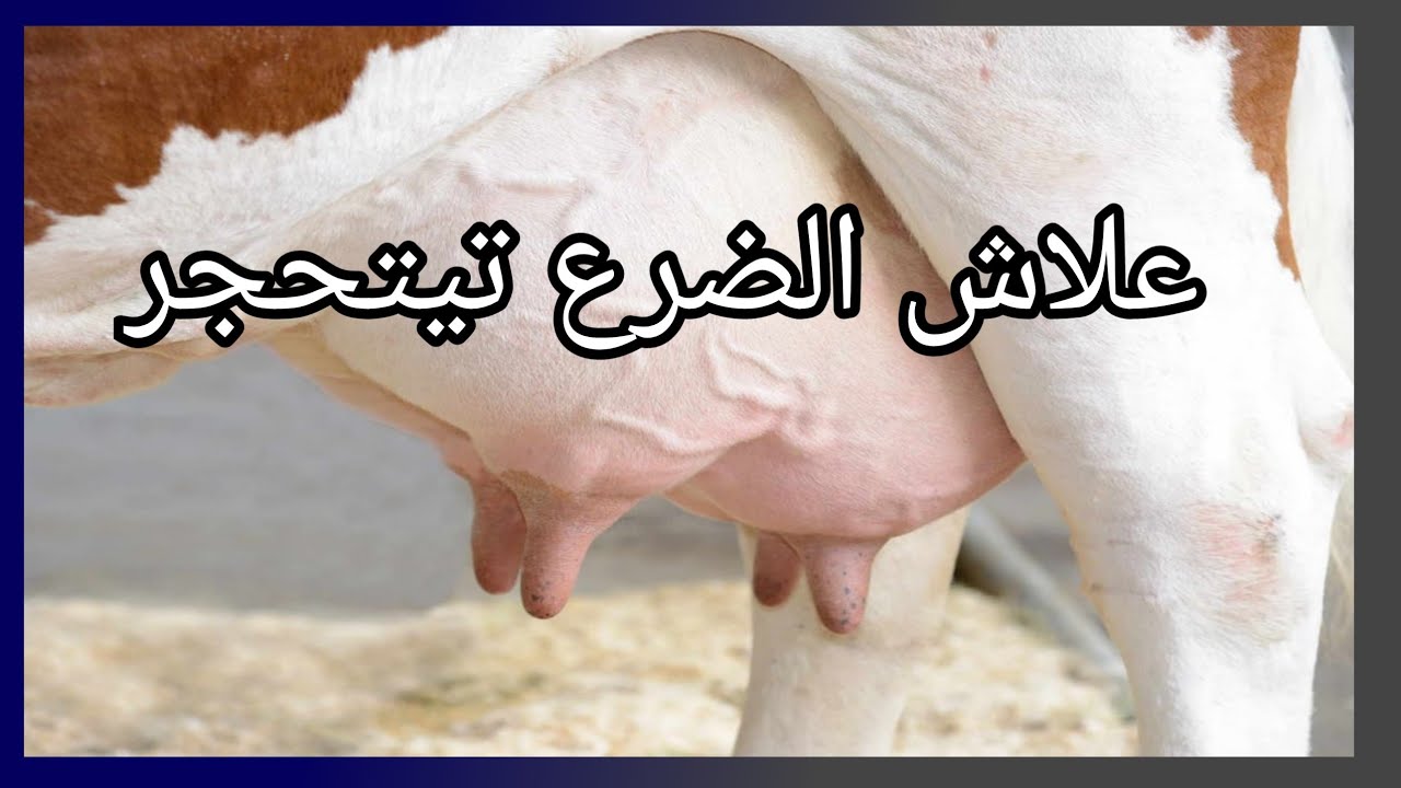 تحجر الضرع عند البقرة كفاش تتعامل معاها نصائح متخصص