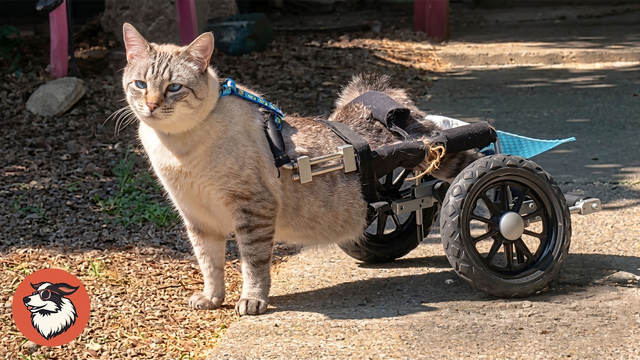 Paralyzed Cat Drives His Wheelchair Like A Race Car