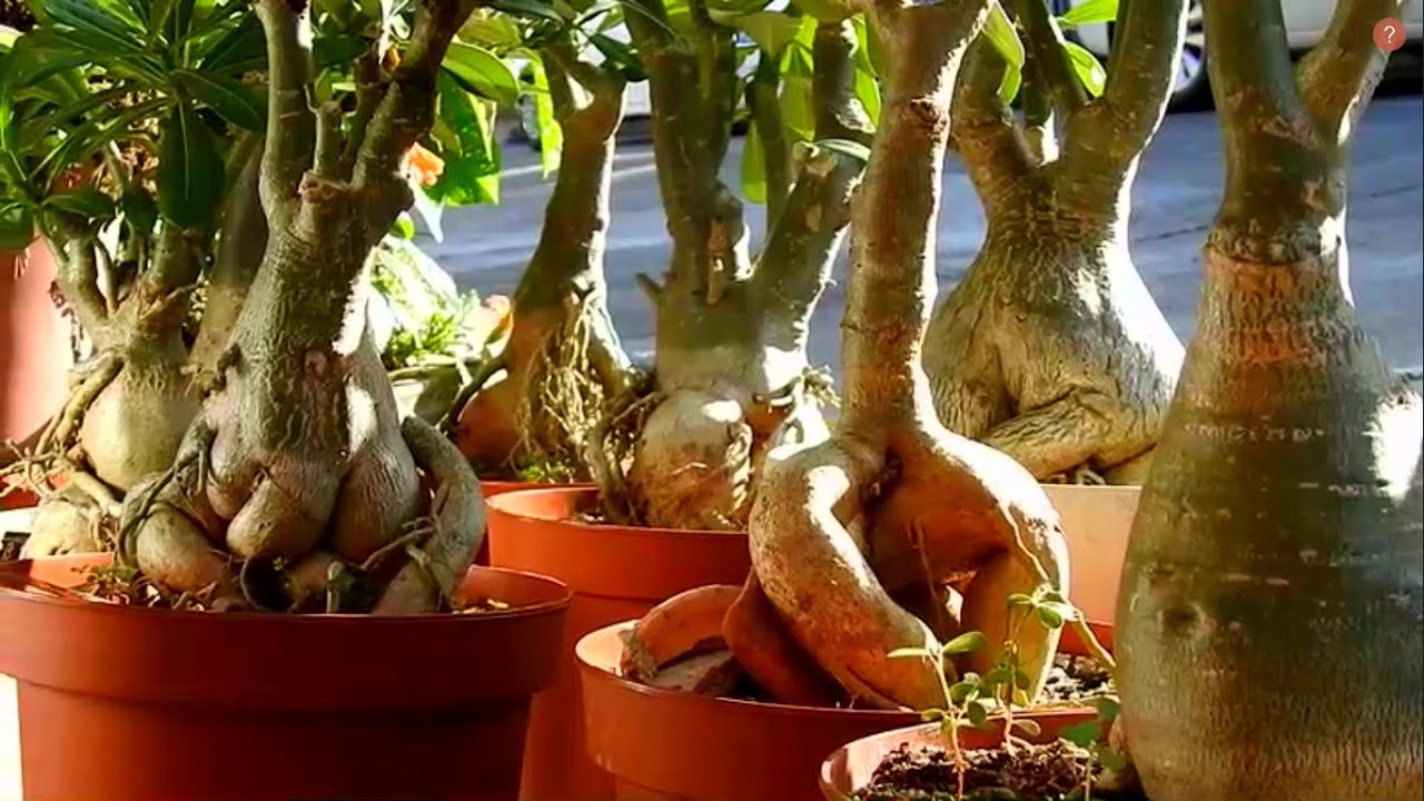 ROSA DEL DESIERTO, HAZLE  ENGROSAR  EL CAUDEX MÁS RÁPIDO