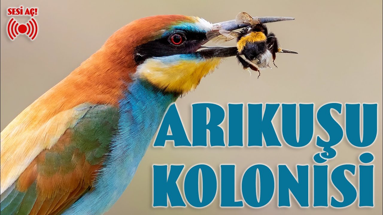 Arıkuşu Kolonisi | Ortam Sesi