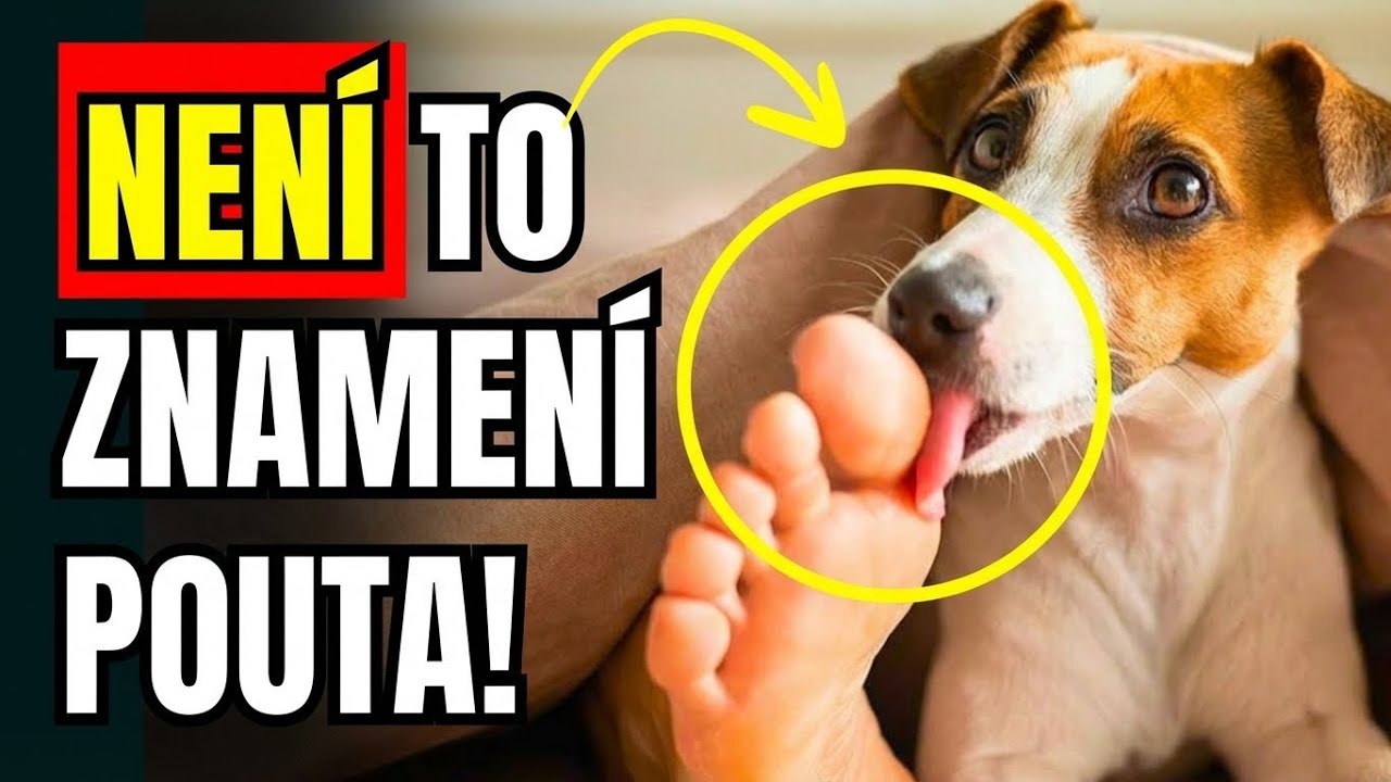 Pokud ti psi olizují nohy, tohle to znamená doopravdy
