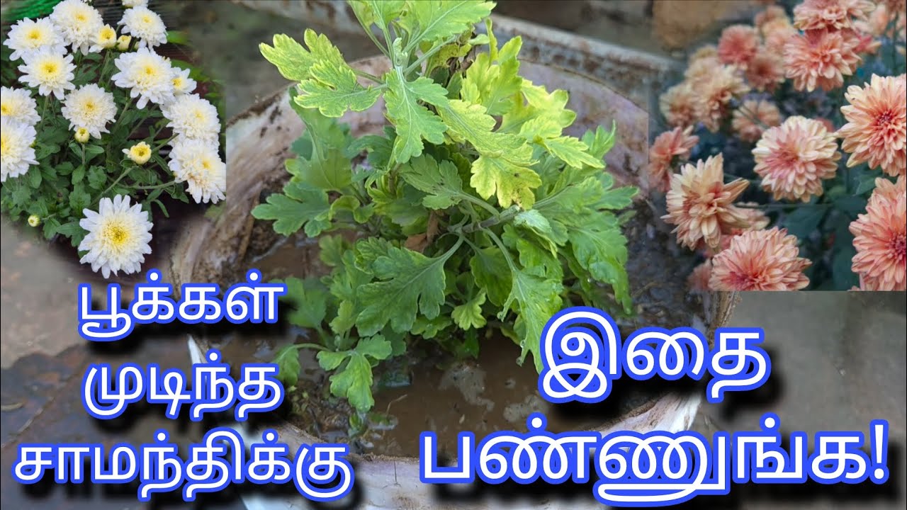 பூக்கள் முடிந்த சாமந்தி செடிக்கு இதை பண்ணுங்க | Chrysanthemum Plant 🪴 Care  | Gardening | Tamil 