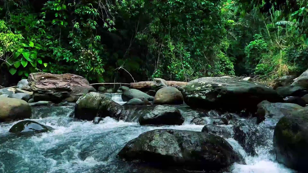 Jungle Stream Rushing Through Stones – Real River Sound for Sleep & Focus