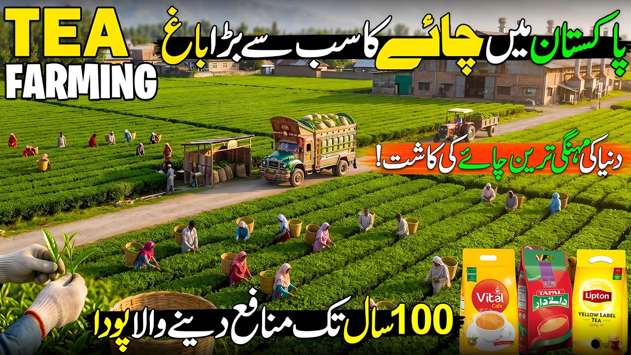 Green Gold 🌱! Amazing Tea Farming in Pakistan 🇵🇰 | Rise of Billion Dollar Tea Industry