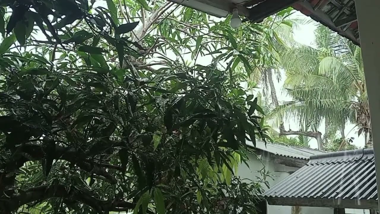 Monsoon Sounds For SLEEPING ⛈Rain Heavy Loud 99% Makes You Sleepy The Sound Of Rain Falling-madurain