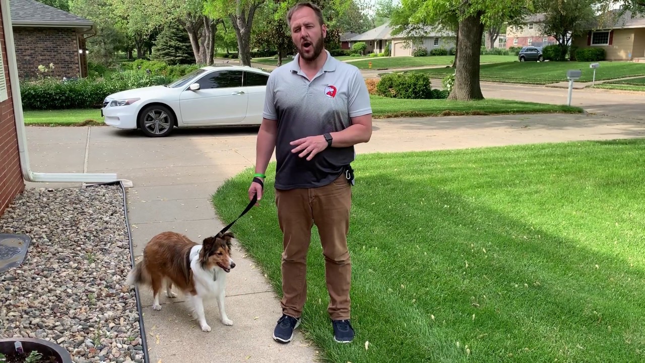 Tips to Help Casey Behave on Walks