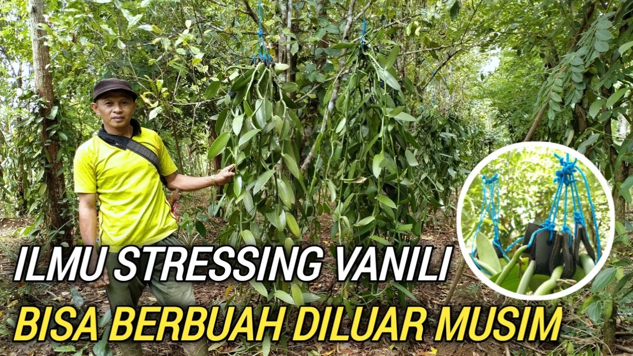 CARA MEMBUAHKAN VANILI DILUAR MUSIM | TERBUKTI BERHASIL, VANILI BERBUAH LEBAT SEPANJANG WAKTU❗