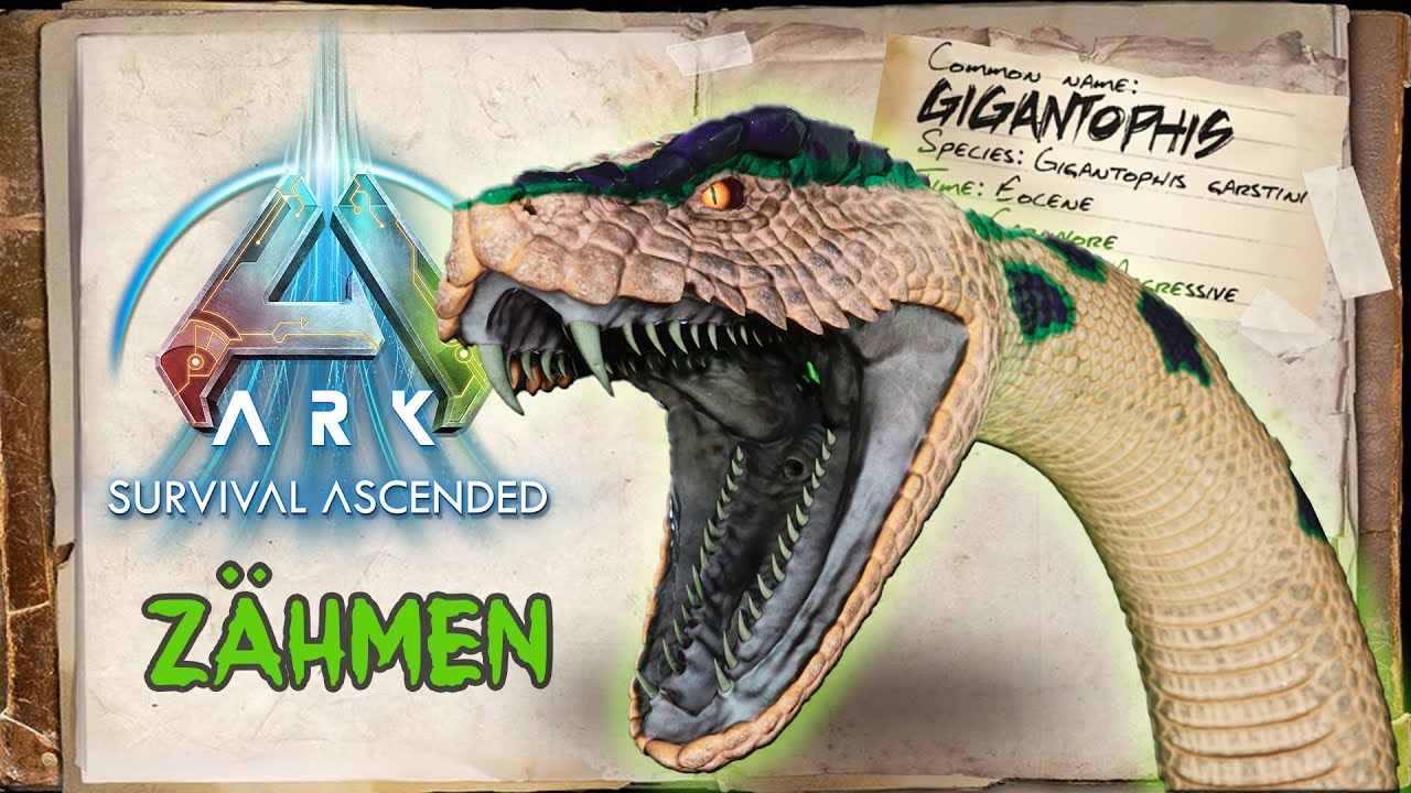 ASA GIGANTOPHIS ZÄHMEN 🐍 Guide Deutsch