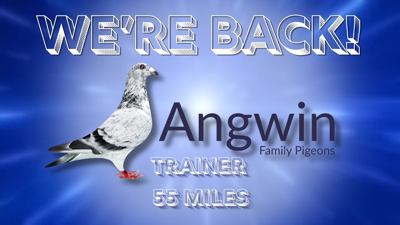 @AngwinFamilyPigeons Мы вернулись! Отправляем наших спортивных голубей на 55-мильную тренировочну...