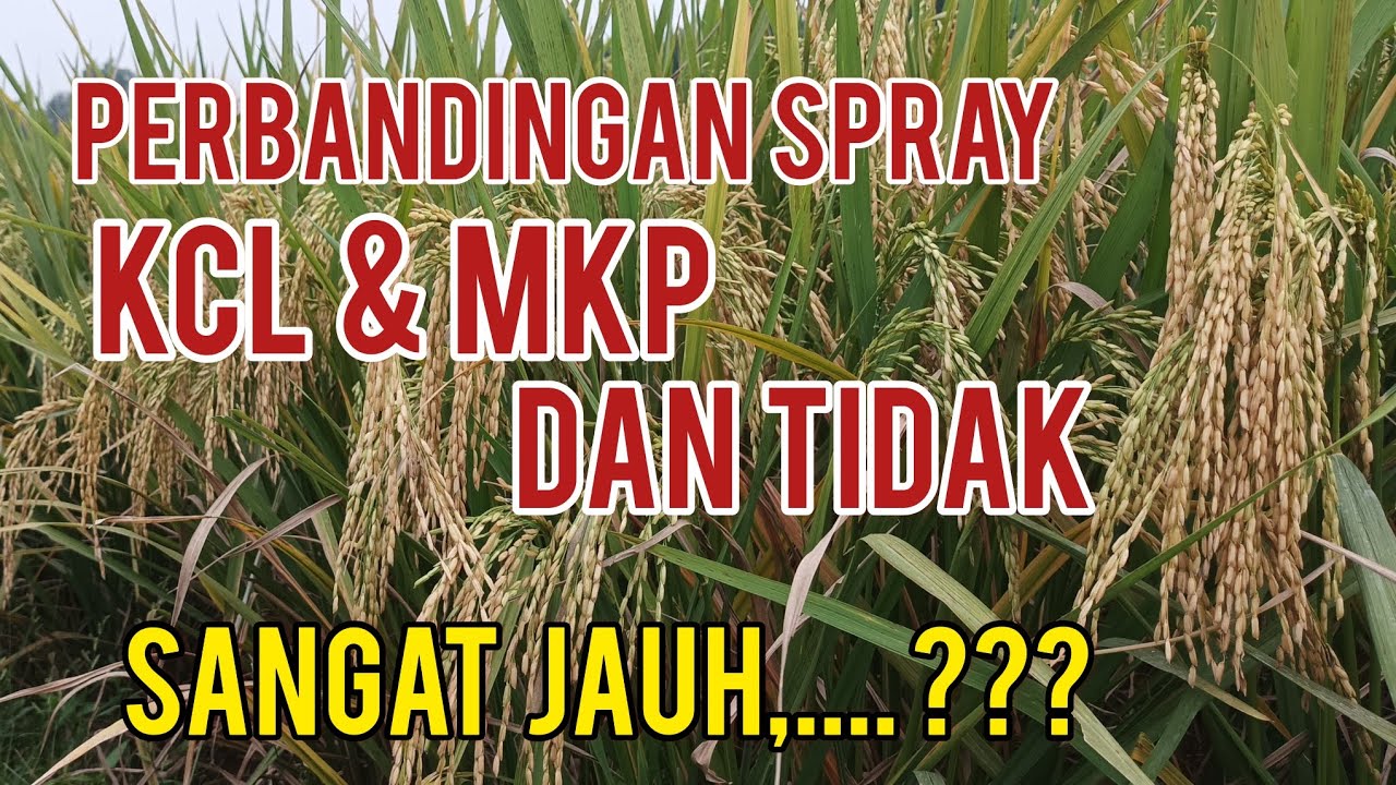 Perbandingan Spray MKP & KCl dan Tidak