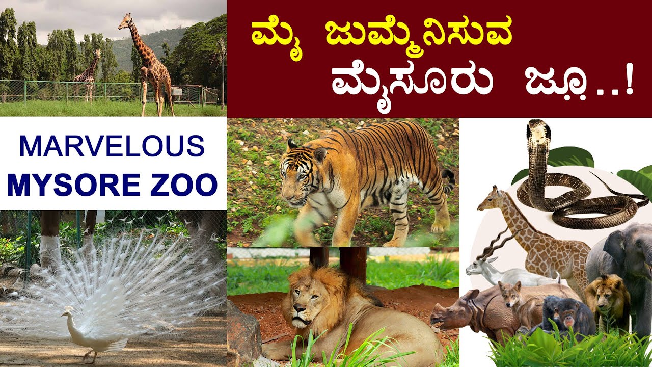 Mysore Zoo | Walkthrough Mysuru Zoo | Tourist Places in Mysore | Karnataka | PART # 01