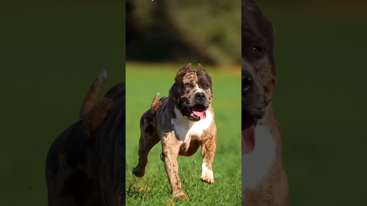 Royal Look Pitbull 👑🐕‍🦺 | SUBSCRIBE Now