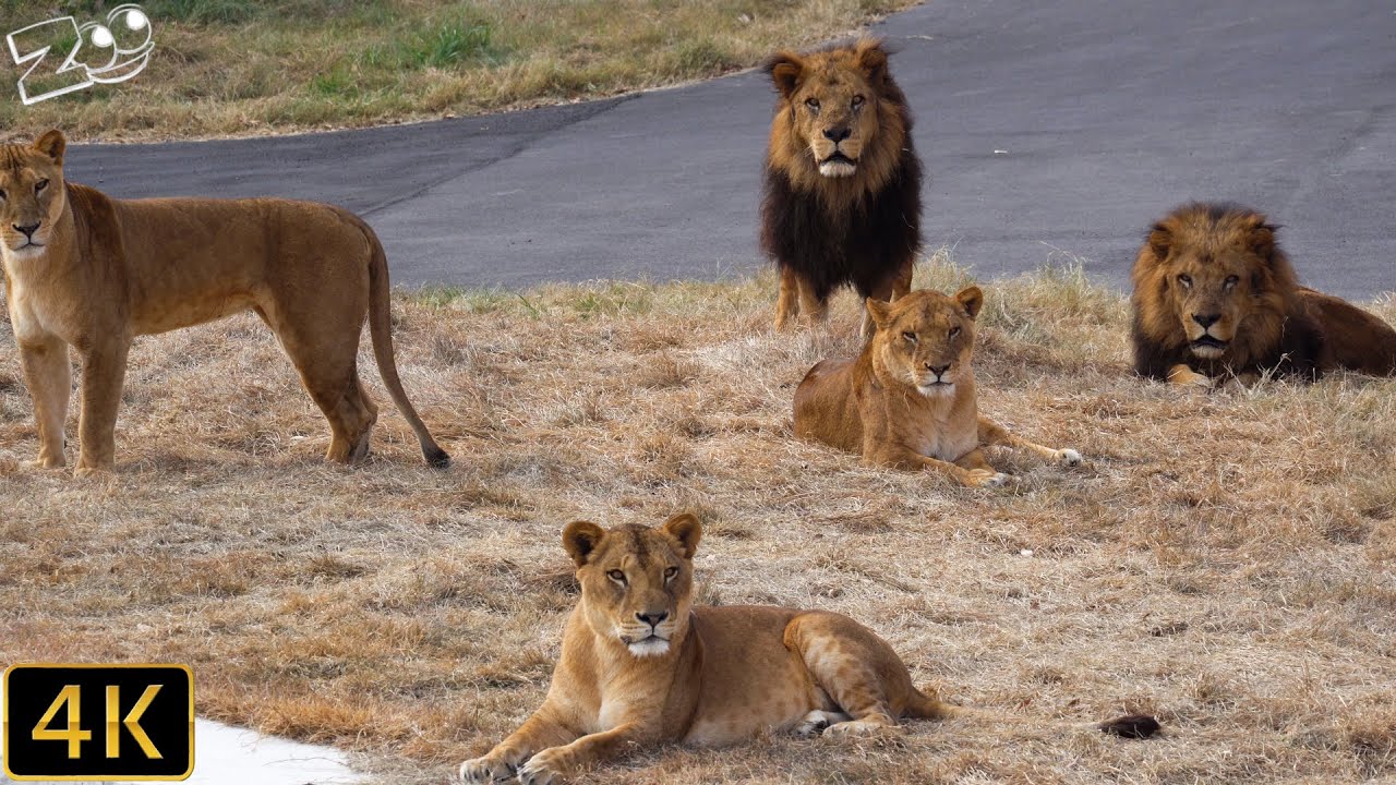 【ライオン】ジャンプとスパーク仲直り　多摩動物公園【Lion】Tama Zoological Park