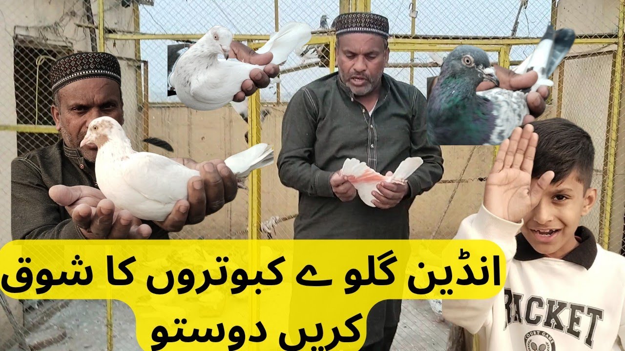نیو کبوتر روک لیے اج سے 