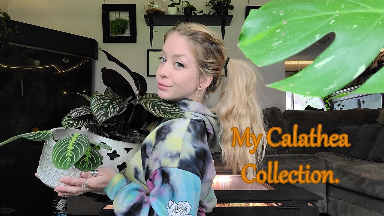 Calathea Collection 2021 | Houseplant Tour