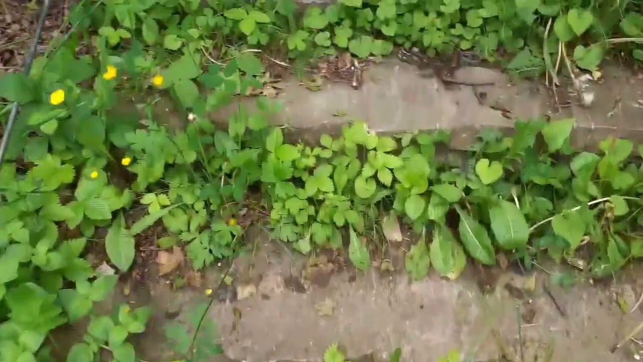 Escursione al Castello di Cosseria 30 maggio 2021