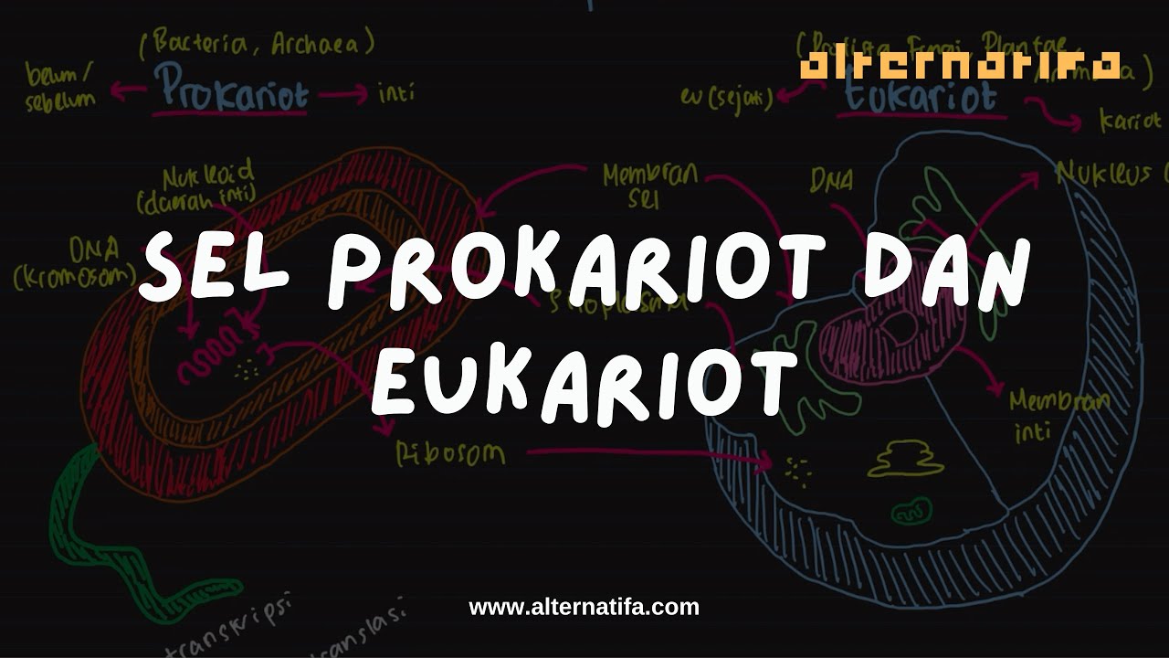 Sel: Prokariot & Eukariot | Biologi | Alternatifa
