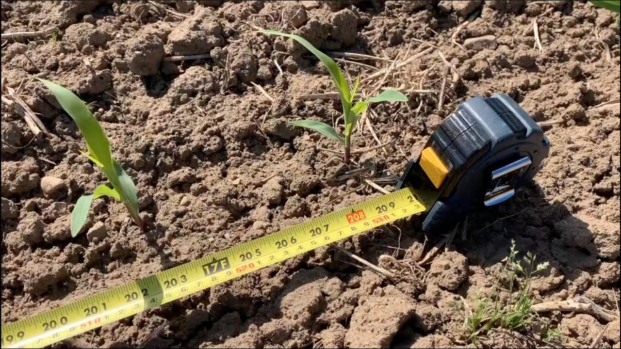 Corn School: Scouting fields for yield and profit potential