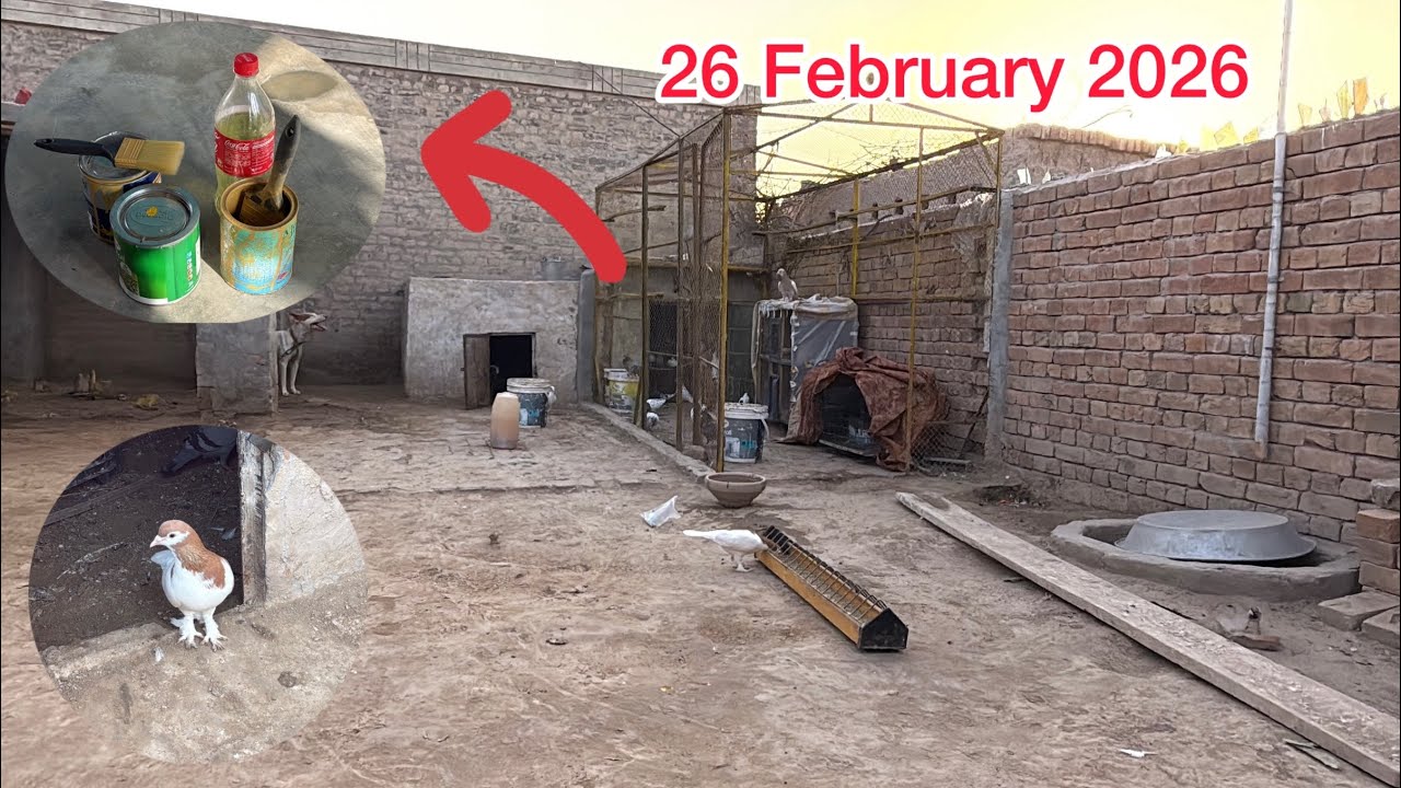 Setup Ko Rang Karna Shoro Kardiya Sath Racer Pair Ke Eggs Check Kiye | KHAKHI PIGEONS 