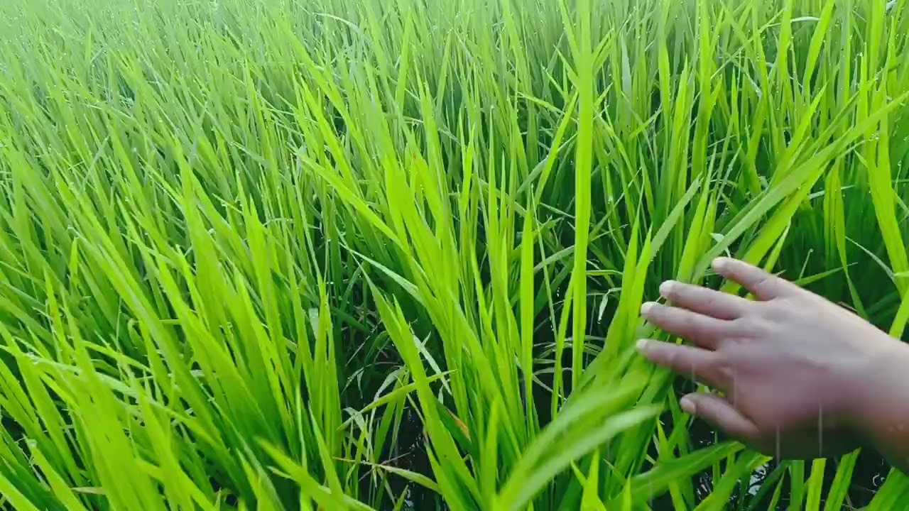 A day in my life vlog village #morning #villagelife #farming #villagevlog #adayinmylife #yuganrn 