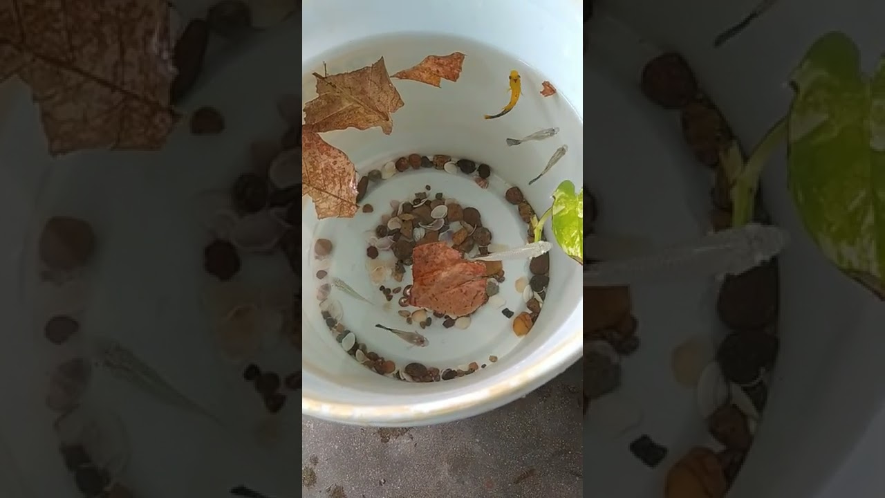 Fish bucket setup #shorts #fishing #guppy #molly #goldfish #aquarius #aquarium #fishvlog #trending