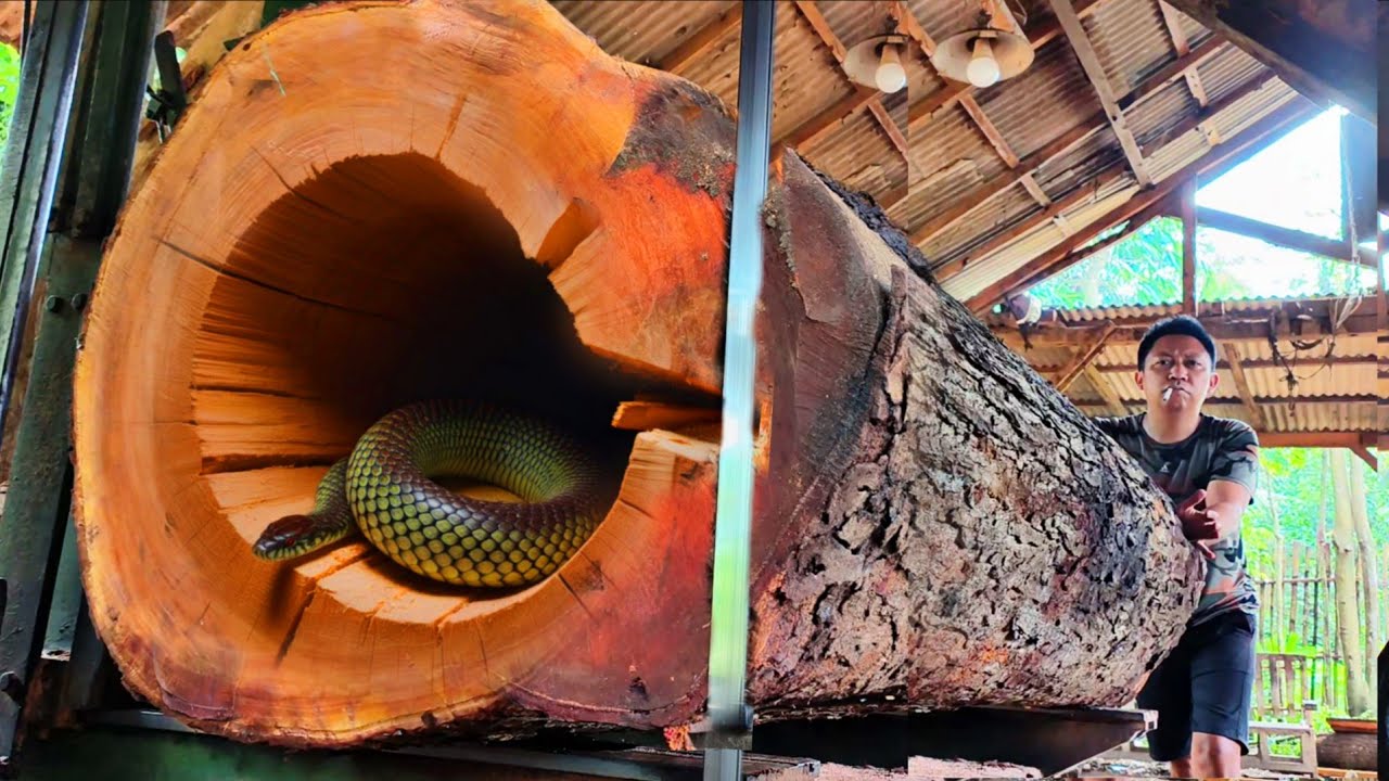 King of the monsters!! A massive attack of sawing redwoods was formed || Inside the sawmill
