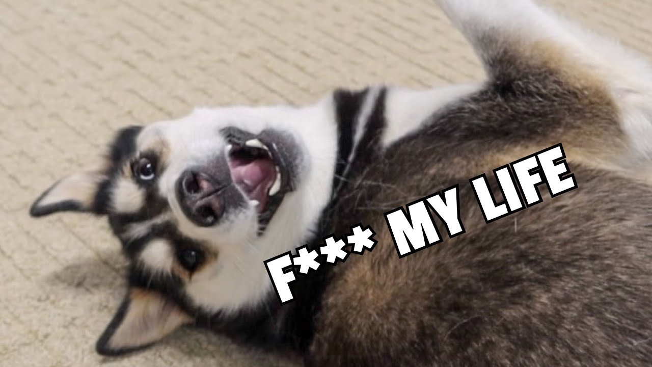 Hilarious DRAMATIC HUSKY Throws a Temper Tantrum